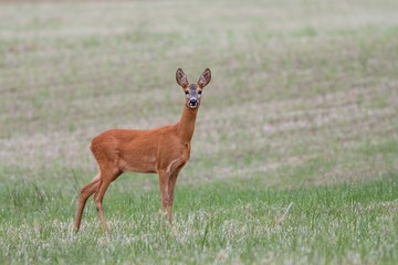 Female Roe Deer standing on the summer field. Cute wild doe with blurred background. Wildlife scenery.