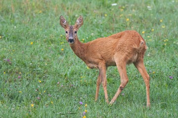 Roe Deer, Capreolus capreolus, Doe in green meadow. Wild animal in summer in fresh green environment. Wildlife scenery with blurred background.