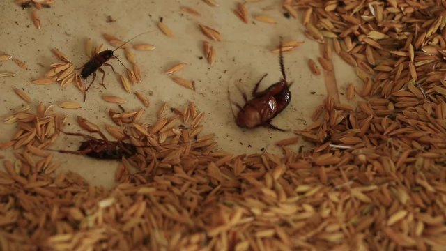 Cockroaches die at the heap. Because humans spray cockroaches.
