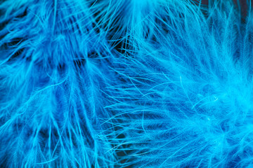Blue feathers background.