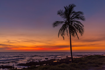 Palm Tree in the Sunset