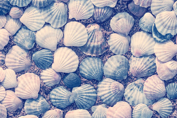 Creative arrangement of sea shells.