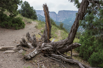 Landscape with a broken tree in the mountains.