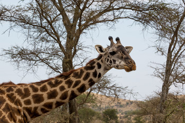 Giraffe