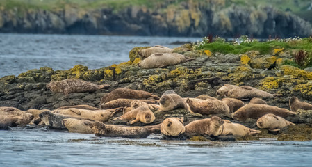 Large seal colonies on rocky islets, Dunvegan Loch, Isle of Skye, Highlands of Scotland