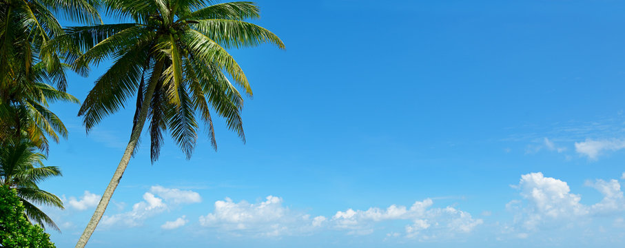 Palm tree against beautiful blue sky