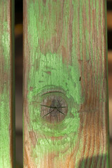 Wood texture with worn and colorful paint, old and neglected wood.
