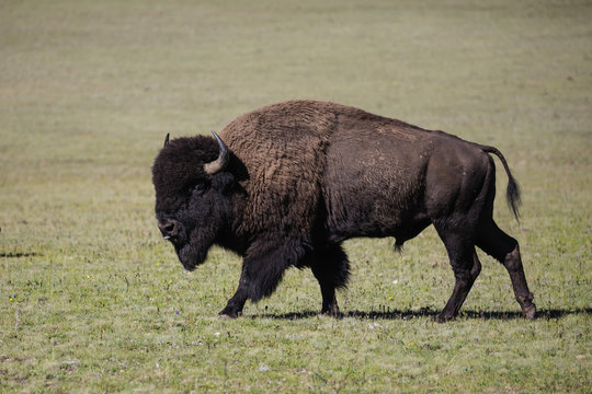 Bison Grand Canyon National Park - Powered by Adobe