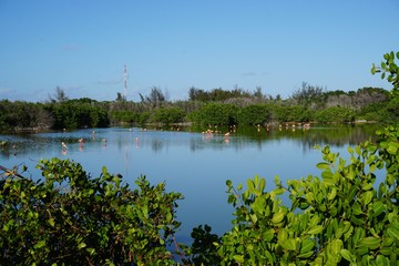 Flamingos in einer Lagune auf Cayo Coco auf Kuba, Karibik