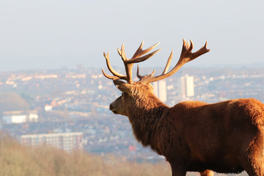 Closeup of Stag Deer Overlooking City Skyline, Bristol, UK