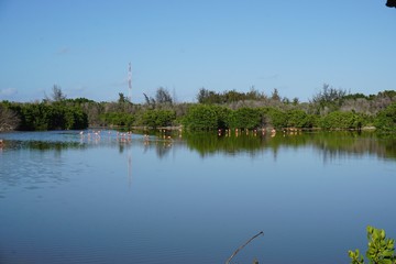 Flamingos in einer Lagune auf Cayo Coco, Jardines Del Rey, Kuba | Karibik