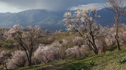 Beautiful spring landscape with blooming trees in the mountains.Uzbekistan