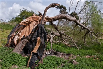 River Waveney, Earsham, Suffolk, England