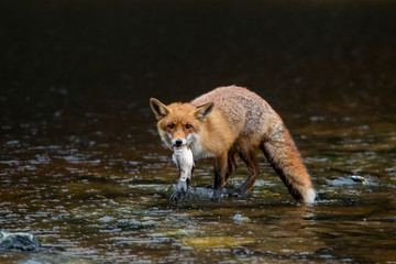 Rotfuchs im Wasser stehend mit Fisch im Maul