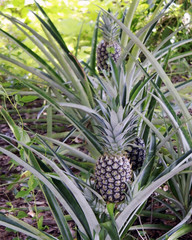 Pineapples being raised in Florida.