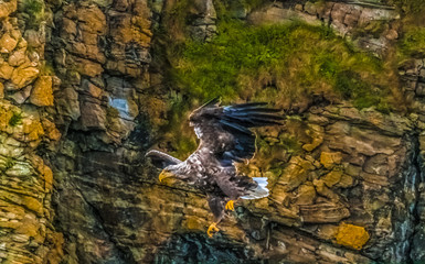 White-tailed sea eagle (Haliaeetus albicilla) flying off the cliffs of an islet near Portree, Isle of Skye, Scottish highlands,