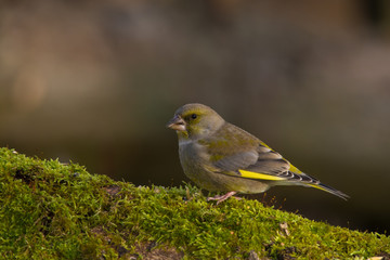 Obraz premium Wildlife photo - European Greenfinch stands on old wood with green moss in forest, Slovakia, Europe 