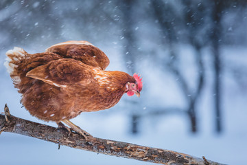 Domestic Eggs Chicken on a Wood Branch during Winter Storm.