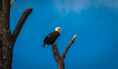 Bald Eagle On Branch