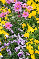 Lila und gelbe Stiefmütterchen