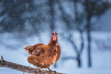 Domestic Eggs Chicken on a Wood Branch during Winter Storm.