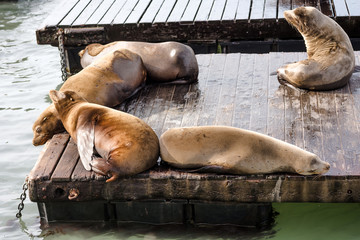 banc de phoques à San Francisco © Image'in