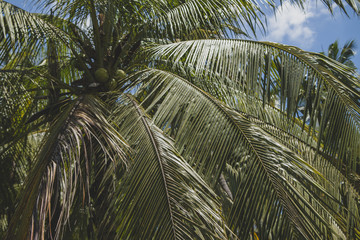 palm tree in thailand 