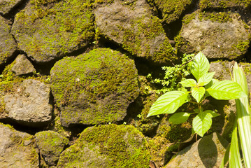 Old boulder Moss wall background