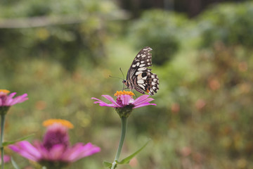 side profile of butterfly