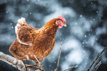 Abwaschbare Fototapete Hähnchen Inländische Eier Huhn auf einem Holzast während des Wintersturms.