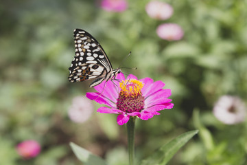 Naklejka na ściany i meble butterfly landing on flower