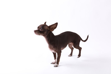 Chihuahua