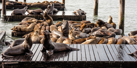 banc de phoques à San Francisco © Image'in