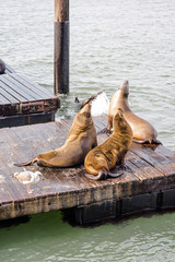 banc de phoques à San Francisco