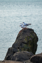 Two seagulls on a rock in front of the port of Poti, Georgia