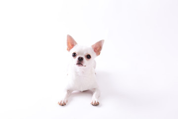 Chihuahua