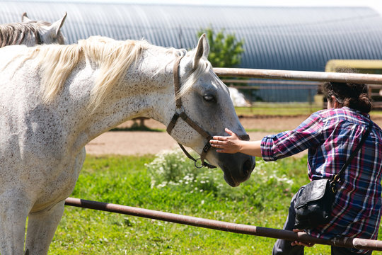 The friendship between horse and man