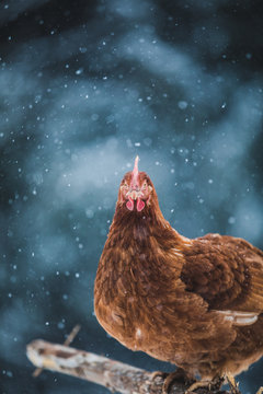 Domestic Eggs Chicken on a Wood Branch during Winter Storm.