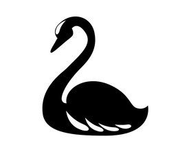 Beautiful black swan