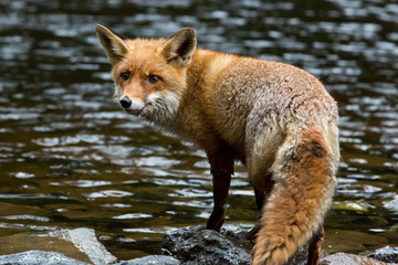 Rotfuchs im Wasser stehend
