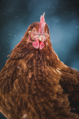 Domestic Rustic Eggs Chicken Portrait during Winter Storm.