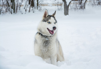 A dog of Siberian husky sits on a snow