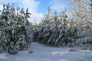 verschneiter Winterwald