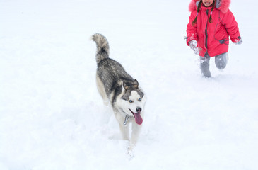 A girl in a pink jacket and hat runs in the snow is feeding a Husky dog.