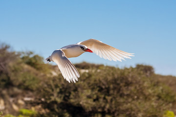 Red-billed tropic bird 
