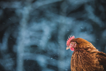 Domestic Rustic Eggs Chicken Portrait during Winter Storm.
