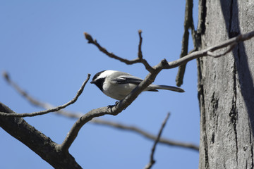 Blackhead tit bird