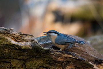 Wildlife photo - Eurasian Nuthatch in natural environment, Slovakia forest, Europe