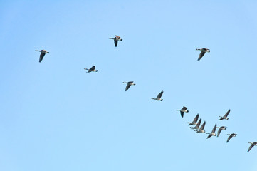 Flying bustards and blue sky
