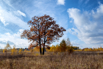 Autumn Landscape in the Moscow Region, Russia